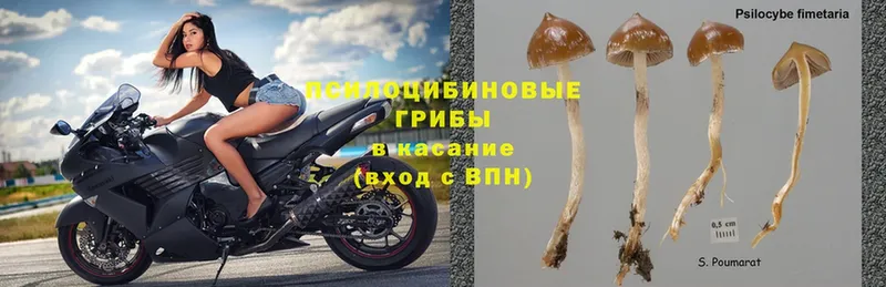 Псилоцибиновые грибы MAGIC MUSHROOMS  цена наркотик  Пушкино 